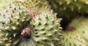 Green Guanabana