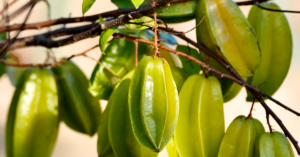 green star fruit